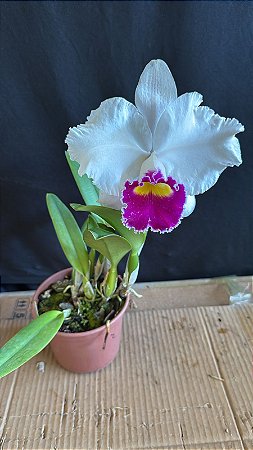 Lc. Melody Fair 'Mishima' 2 - Florida - Orquidário Suzuki