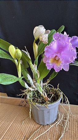 Blc. Turandot Guaxupe 11 - 3 Frentes com Flores (TOP)