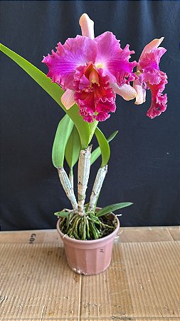 Blc. (Lady Gaga x Amazing Thailand) 2 - 2 Flores (Especial)