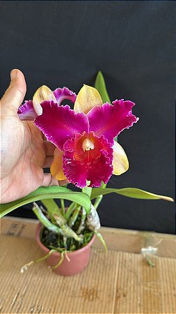 Blc. (Lady Gaga x Amazing Thailand) 4 - 2 Flores (TOP)