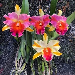 Blc. Amazing Thailand 'Gold Star' 1 - 2 Botoes
