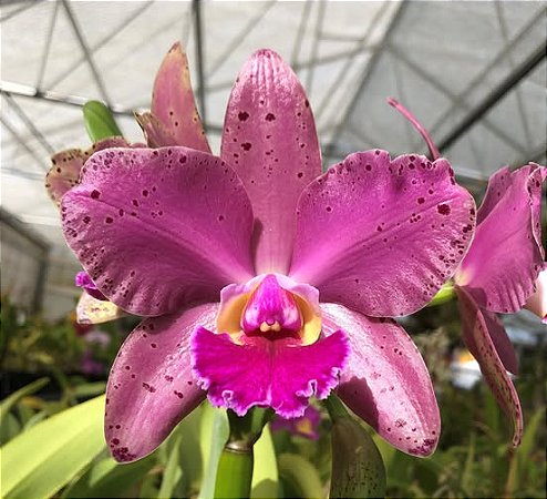 Blc. Durigan 'Hercules' - 2 UNIDADES *ATACADO*
