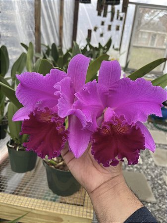Cattleya Amy Wakasugi 'Yamanashi' - Adulta