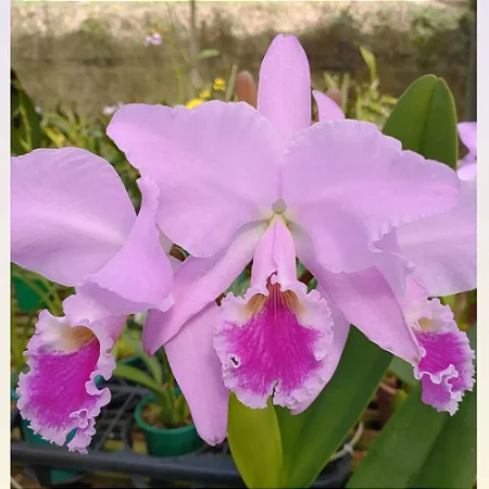 Cattleya Labiata (Semi Alba Carnea x Tipo) - Adulta