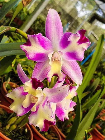 Lc. Little Mary 'Marispata' - Adulta