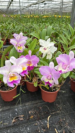 Blc. (Pastoral 'Aniel Carnier' x Chief Journey 'First Choice') - Adulta (Sementeira)