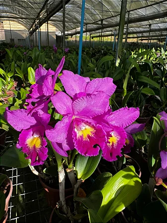Blc. Hsinying Pink Doll - *2 UNIDADES - ATACADO*