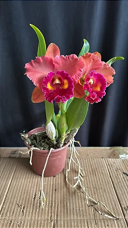 Blc. (Exotic Dream x Chia Lin) 'Orange' - Adulta