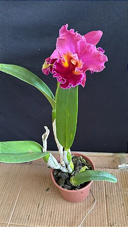 Blc. Candelario Garcia 'Original' - *2 UNIDADES - ATACADO*