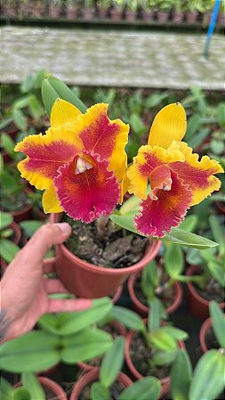 Blc. Rungnapha Fancy - 2 UNIDADES *ATACADO*