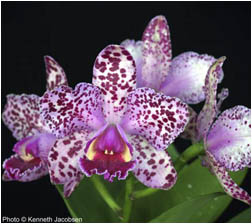 Blc. Durigan 'Aquarius' - Adulta