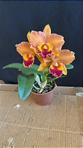 Blc. Nobile's Tatha - Adulta