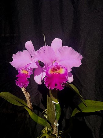 Cattleya Beatriz Kunning - 2 UNIDADES *ATACADO*