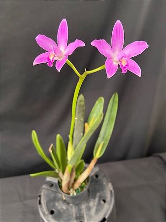 Laelia Rupestris - 2 UNIDADES *ATACADO*