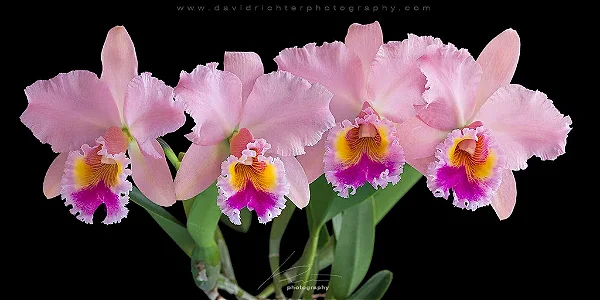 Blc. George King 'Serendipity' - *2 UNIDADES - ATACADO*