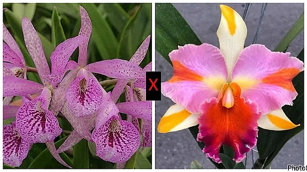 Blc. (Maikai Mayumi x Amazing Thailand) - Adulta (3368 - Sementeira)