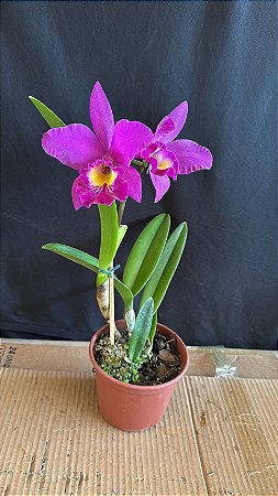 Blc. (Maikai Mayumi x Tiago Suzuki 'Sunlight') - (3369 - Sementeira)