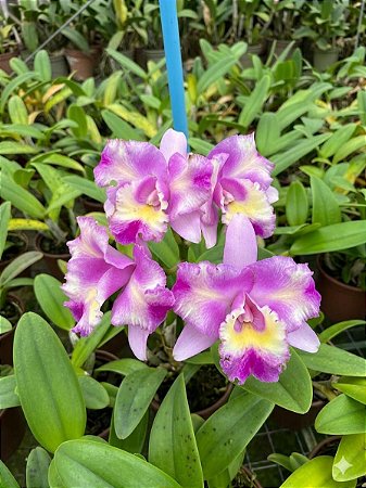 Cattleya Margareth Degenhardt - Adulta