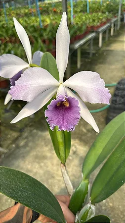 Lc. C. G. Roebling 'Coerulea' - Adulta