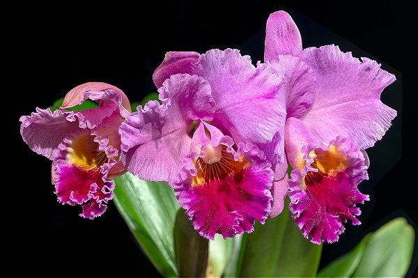 Cattleya Drumbeat 'Triumph' AM/AOS - *2 UNIDADES - ATACADO*