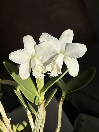 Cattleya Loddigesii Alba - *2 UNIDADES - ATACADO*
