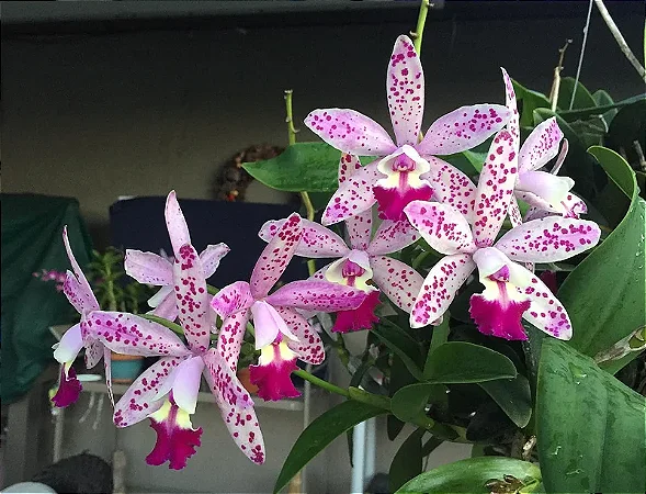 Cattleya Tropical Pointer 'Cheetah' - *2 UNIDADES - ATACADO*