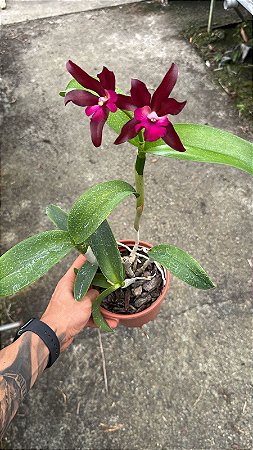 Cattleya Netrasiri Waxy 'Jairung' 2 - 2 Flores