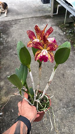 Cattleya (Royal Cognac x Rustic Spots) - 3 Flores Abertas