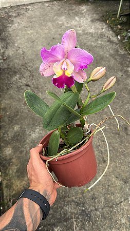 Cattleya (Loddigesii x Tropical Sunset) - Florida + Frente com Botao
