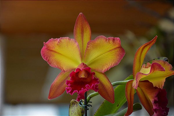 Blc. Suzuki's Red Flare 'Nagase' 2 - 3 Espatas Florais