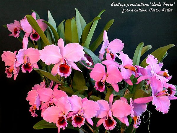 Cattleya Percivaliana Carla Porto - 2 Frentes Floridas