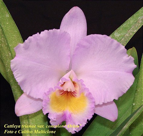 Cattleya Trianae Concolor 'Orion' 1 - Botoes Subindo + Espata Floral