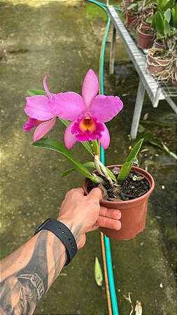 Blc. (Tiago Suzuki 'Sunlight' x Maikai Mayumi) - 2 Flores