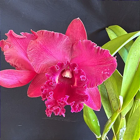 Blc. Burdekin 'Fireball' 1 - Vegetal