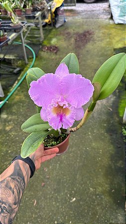 Blc. Turandot 'Guaxupe' - Florida + Espata Floral (Otima Forma)