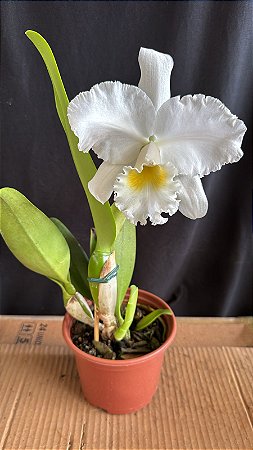 Cattleya Francis T. C. Au - Florida