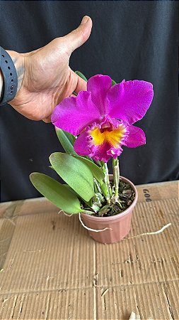Blc. Bryce Canyon - Florida