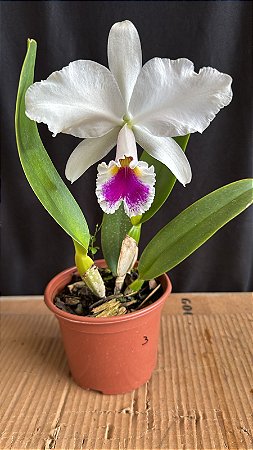 Cattleya Labiata Semi Alba 3