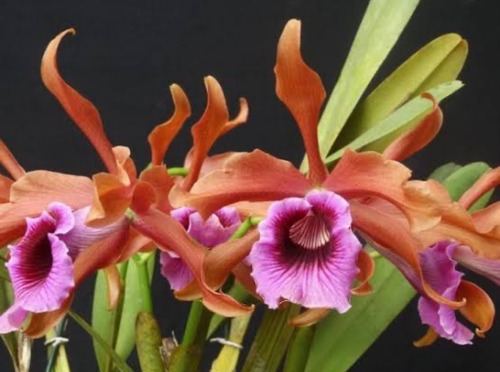 Laelia Tenebrosa 'Rubra' 3 - Espata Floral