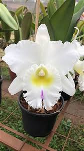 Bc. Pastoral 'Innocence' - Espata com Botao + Espata Floral