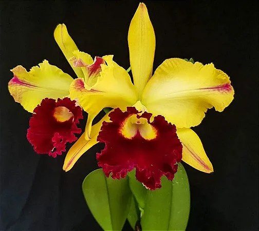 Blc. Tajima's Satisfaction - Botao + Vaso Cheio