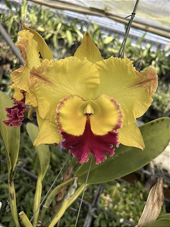 Blc. Saeng U-SA n1 - Botoes + Espata Floral