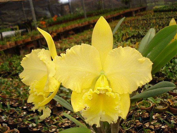 Blc. Delta King 'Tangerglow' - 2 Espatas Gigantes