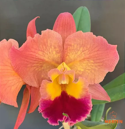 Blc. Exotic Dream 'Original' 1 - 2 Espatas Florais (Botao)