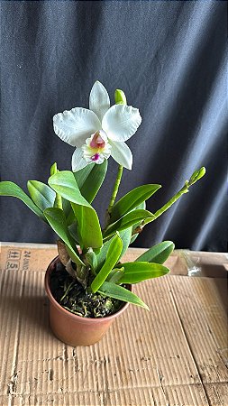 Lc. (Anceps x Jaguariuna) - Florida + 2 Frentes com Botoes