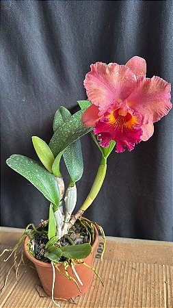 Blc. Mirian Suzuki 'Rotunda' - Florida + Espata Floral