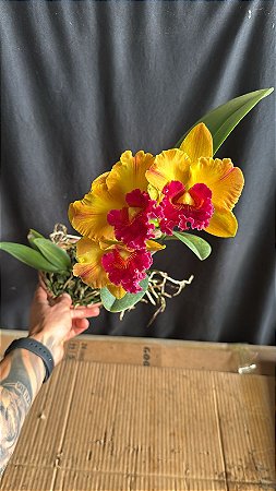 Blc. Yingluck Smile 'Heart of Gold' - 3 Flores + Vegetal Top