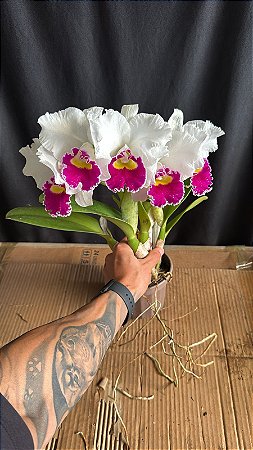 Lc. Melody Fair 'Mishima' 1 - 5 Flores Enfileiradas