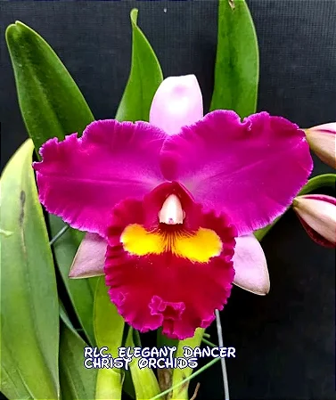 Blc. Elegance Dancer Rouge - Espata Floral com Botao