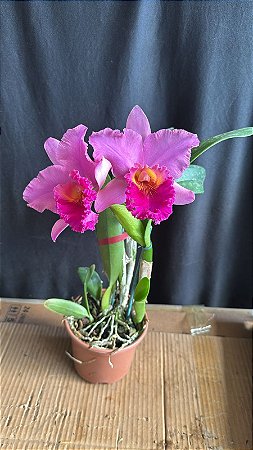 Blc. (Suzuki's Yellow Flare x Mirian Suzuki Rotunda) - Cor Exotica